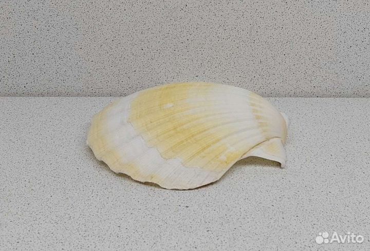 Гребешок 10,*11,1 морская ракушка раковина