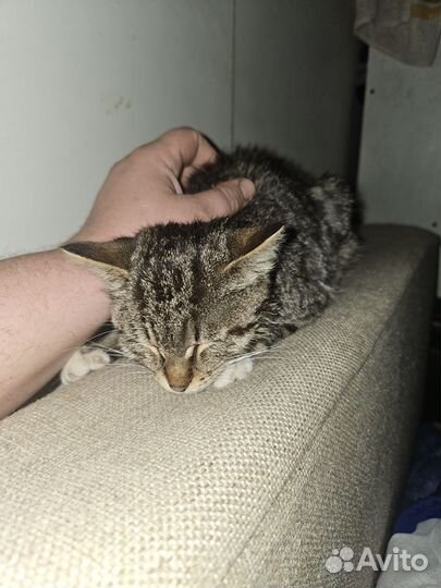 Отдам кота в добрые руки