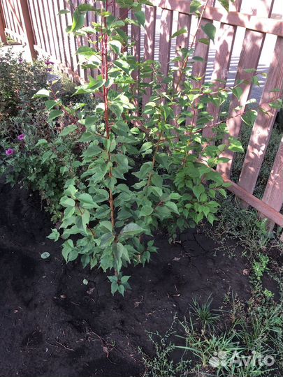 Сажанцы абрикоса