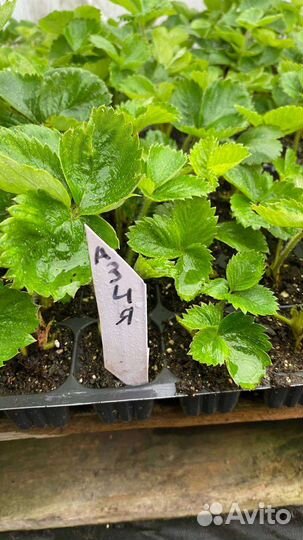 Рассада клубники