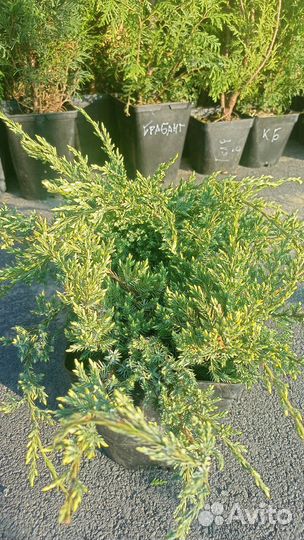 Можжевельник чешуйчатый Холгер