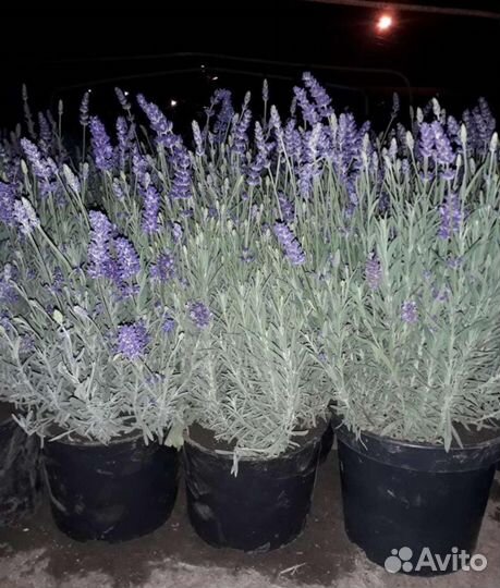 Лаванда саженцы