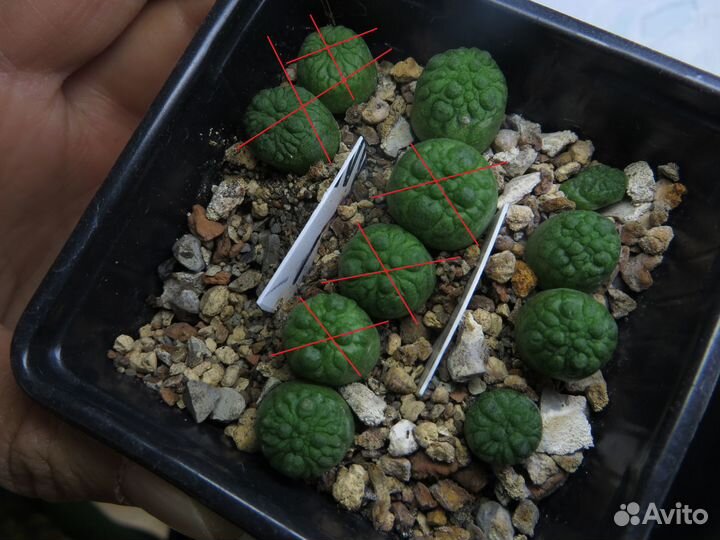 Суккуленты (алоэ, хавортии, молочаи, псевдолитос)