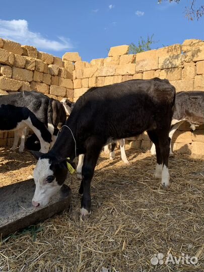 Продам бычков