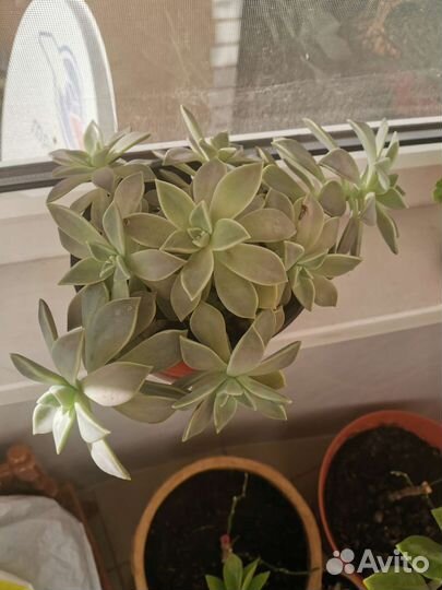 Каменная Роза