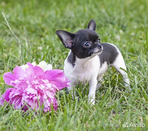 Чихуахуа очаровательная мини девочка