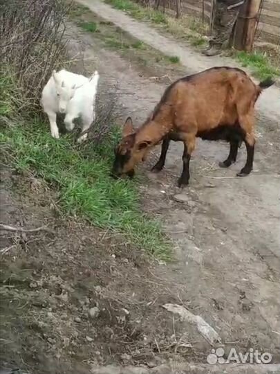 Коза молочная+козлёнок