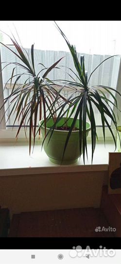 Драцена маргината