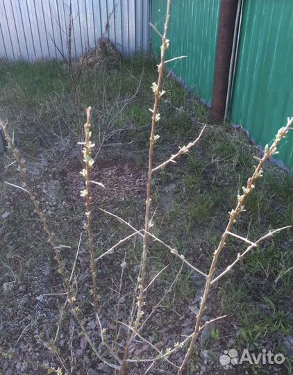 Принимаю заказы на облепиху