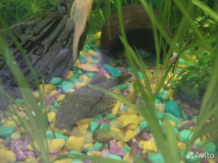 Сомики Анцитрусы