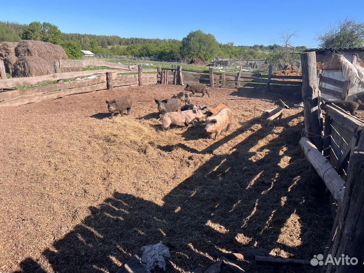 Продаю поросят