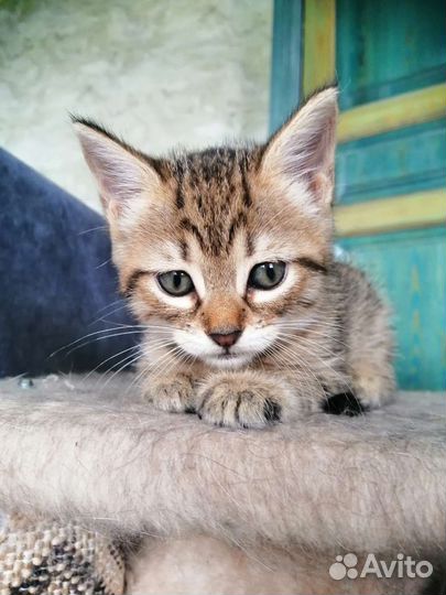 Кошки в добрые руки бесплатно