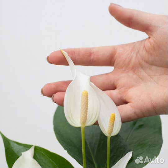 Антуриум белый