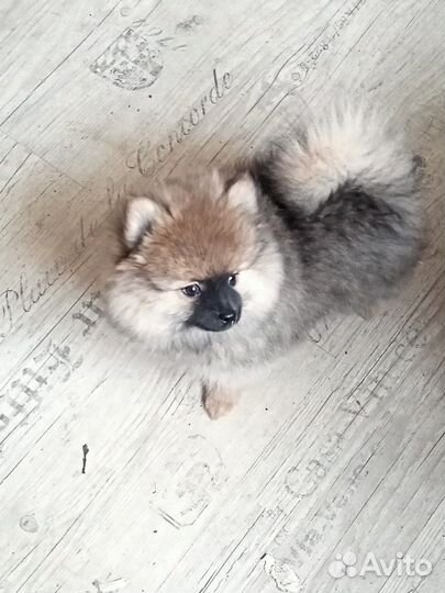 Щенки немецкого шпица