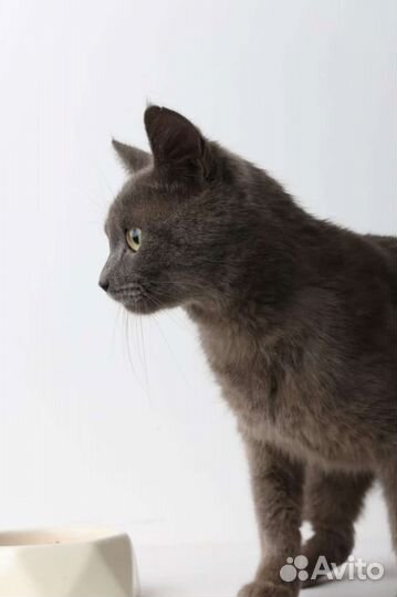 Кот в добрые руки