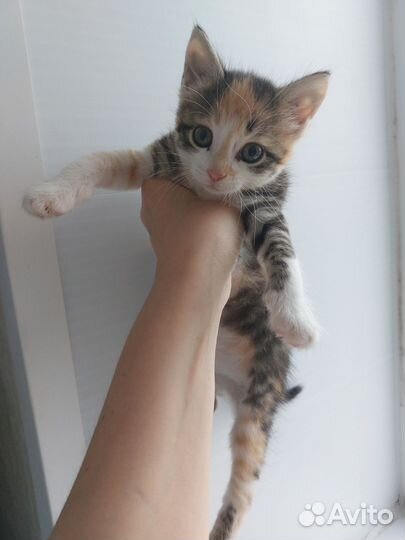 Котята в добрые руки бесплатно