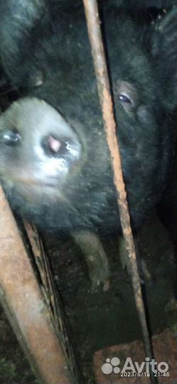 Вьетнамские свиньи. Кабанчик. Хряк племенной