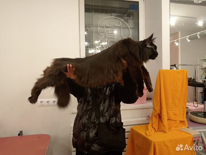 Груминг