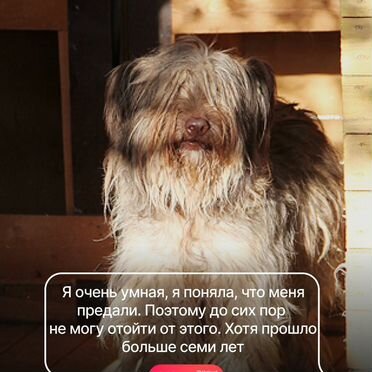 Бриар, взрослая собака