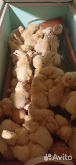 Цыплята бройлеры кобб 500