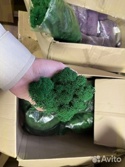 Мох ягель стабилизированный