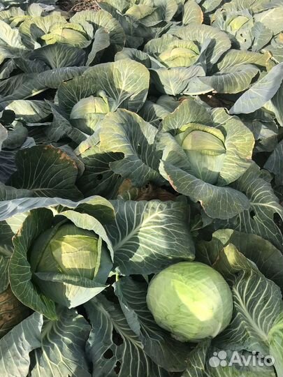Семена белокочанной капусты Ария