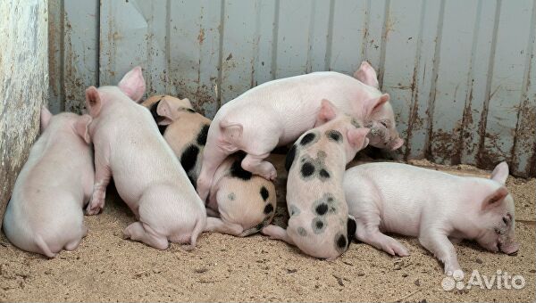 Поросенок ландрас