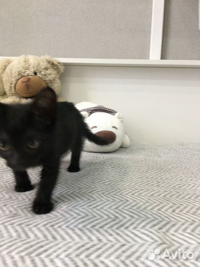 Отдам в добрые руки котёнка