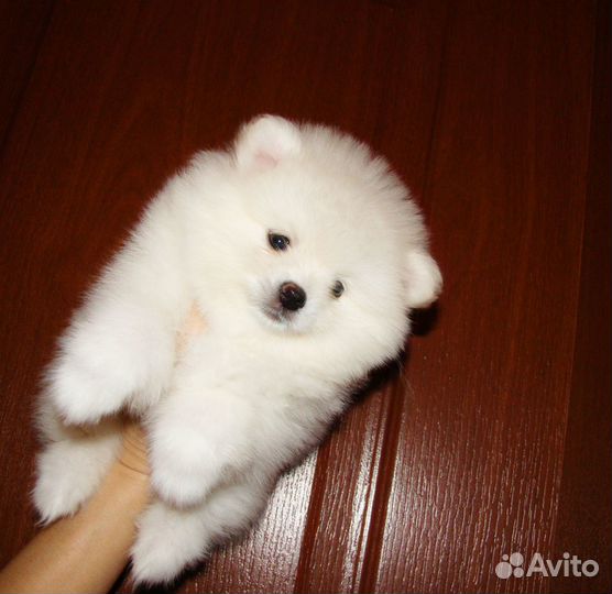 Шпиц мальчик померанчик