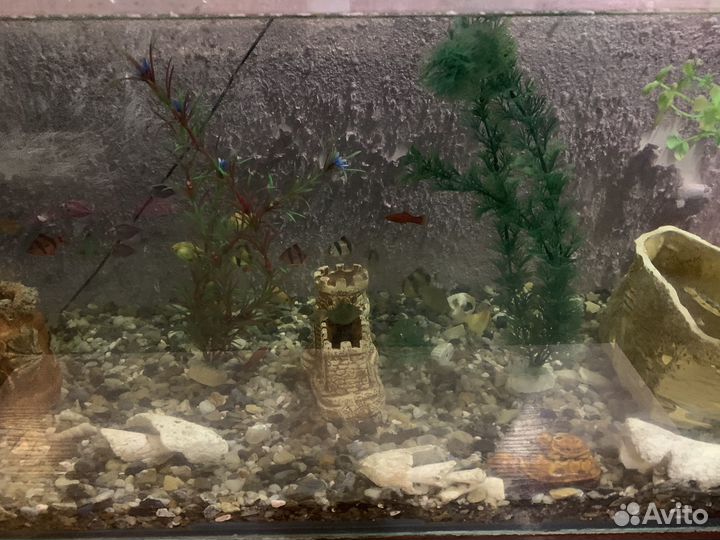 Аквариум с рыбками и декором