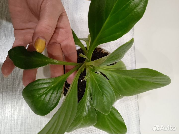 Хирита - Chirita Aiko - Бронь