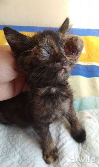 Слепые котята - спасти жизнь или смерть