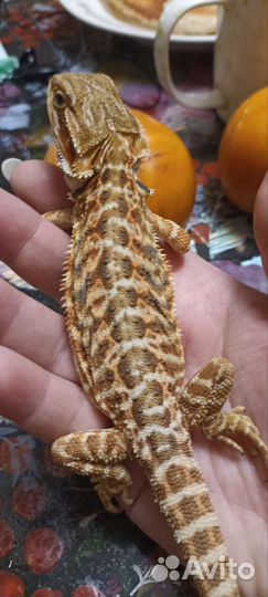 Бородатая агама малыши