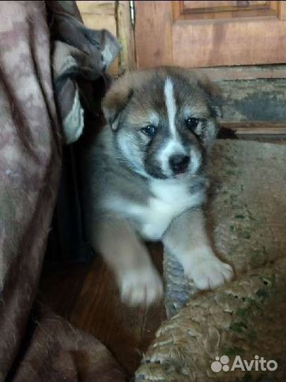 Щенки лайки