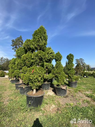 Саженцы туи смарагд спираль 300 см