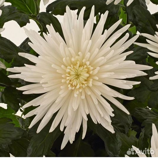 Хризантема