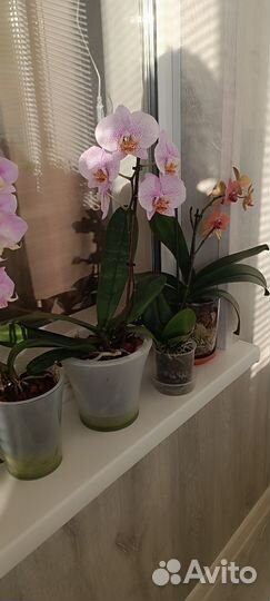 Орхидея фаленопсис Манхэттен