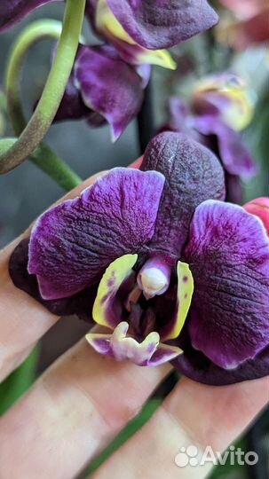 Орхидеи фаленопсис