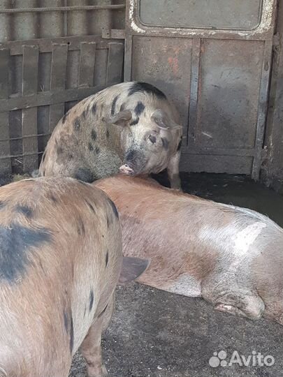 Ремонтные свинки