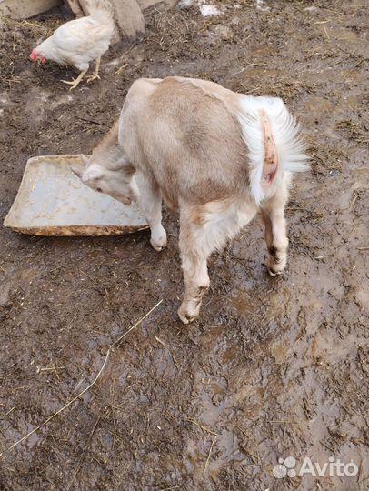 Козы и козлята