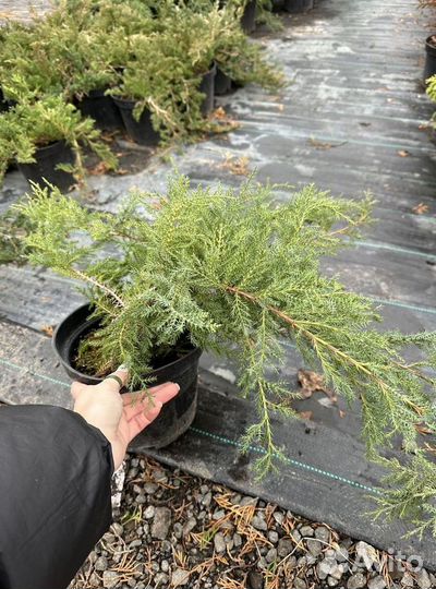 Можжевельник Голд Стар из питомника с доставкой
