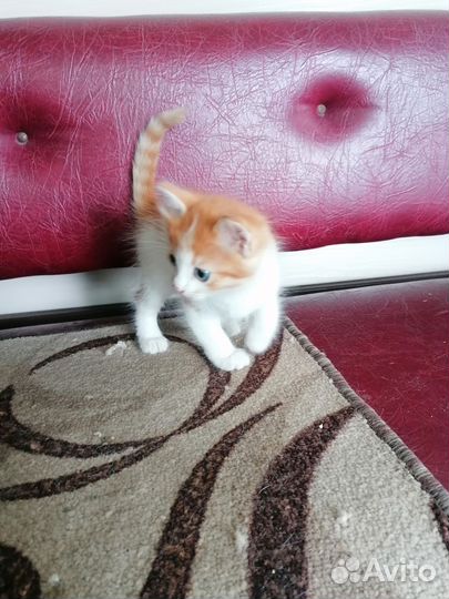 Кошки в дар бесплатно