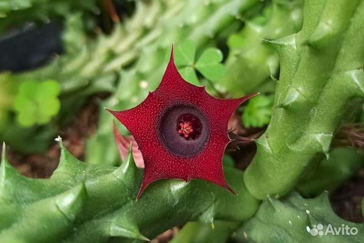 Гуэрния, стапелия