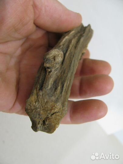 Окаменелое дерево (в коллекцию)