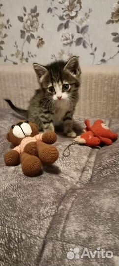 Котятки в добрые руки