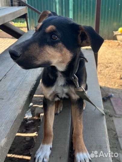 Отдам в добрые руки