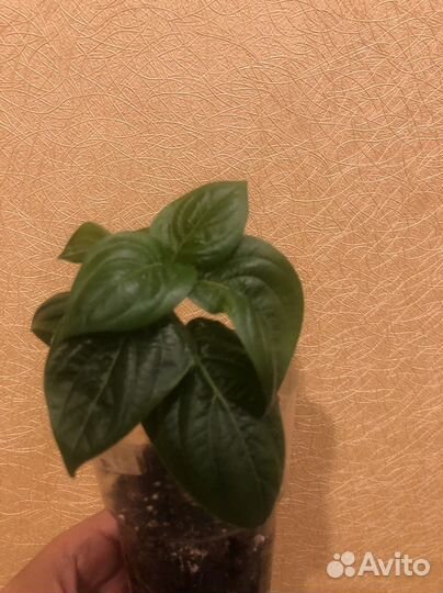 Барлерия голубая-редкое комнатное растение