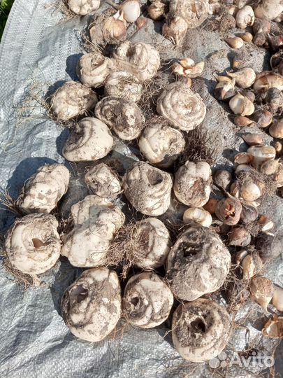 Растения цветы для сада