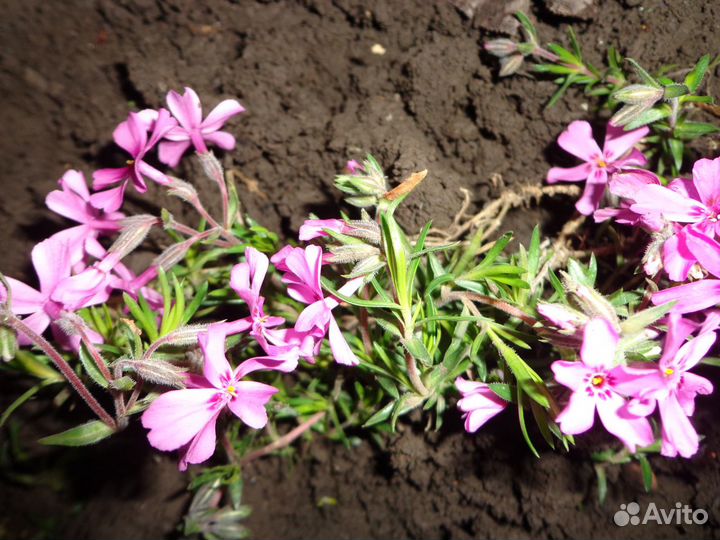 Флоксы шиловид. 2цв.почвопокр.многол.Много цветов