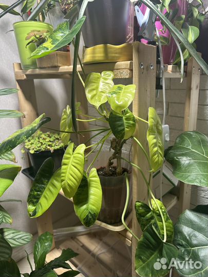 Филодендрон вариегатный